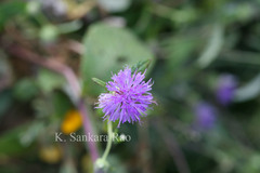 Phyllocephalum scabridum